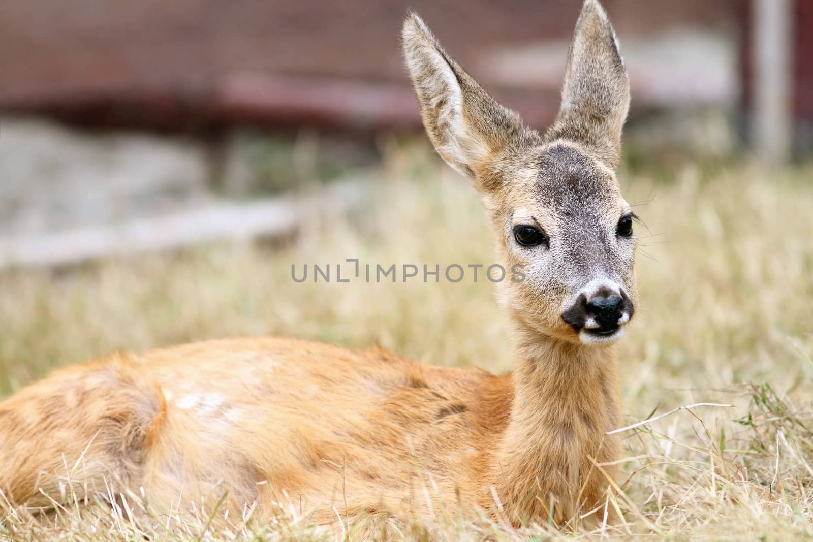 closeup of a roe deer fawn ( capreolus )