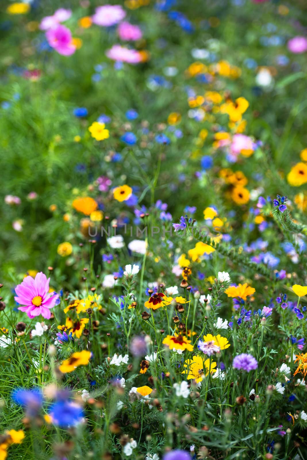 Different colourful wild flowers in garden in bright sunlight