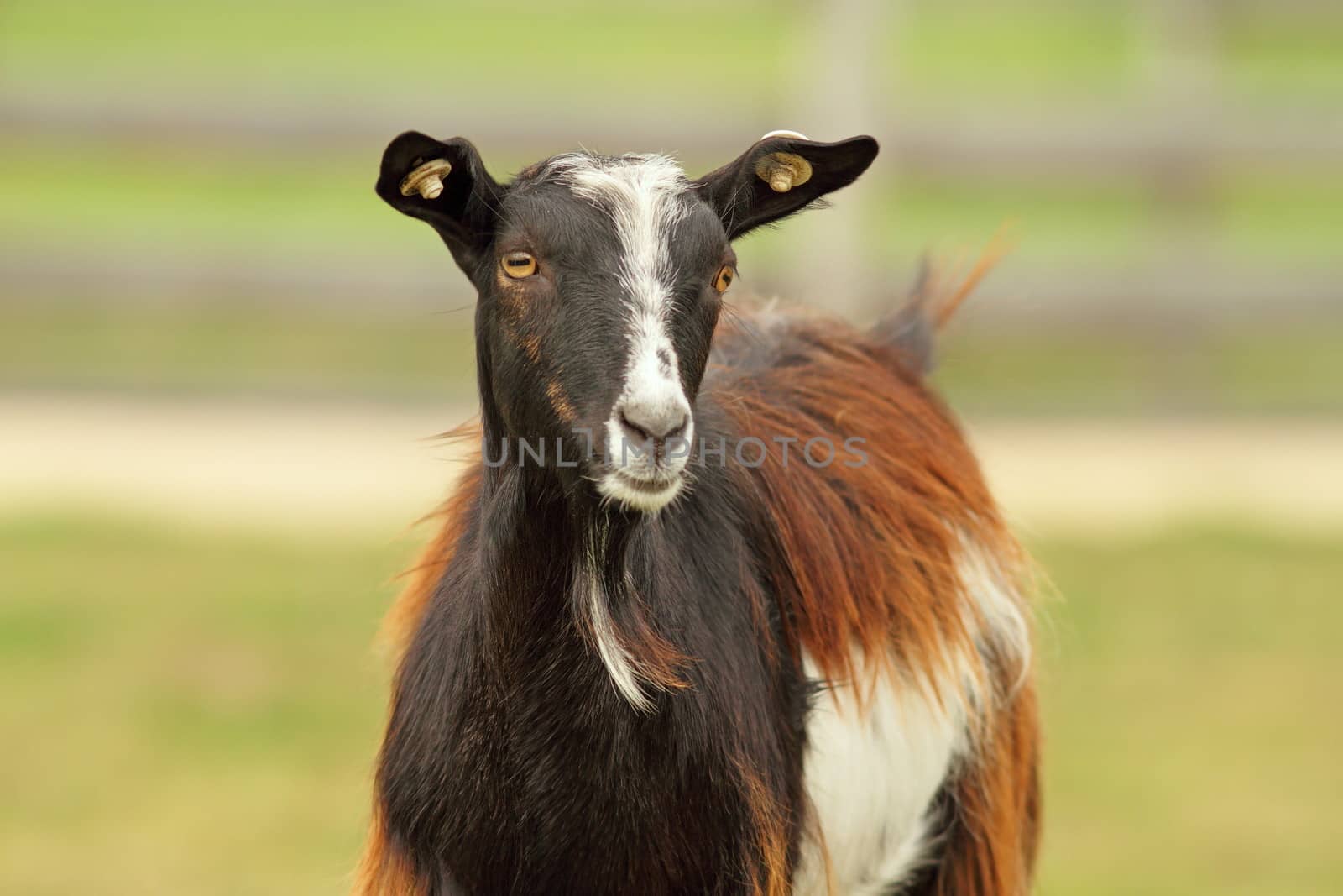 photo of a mottled colorful goat at the farm