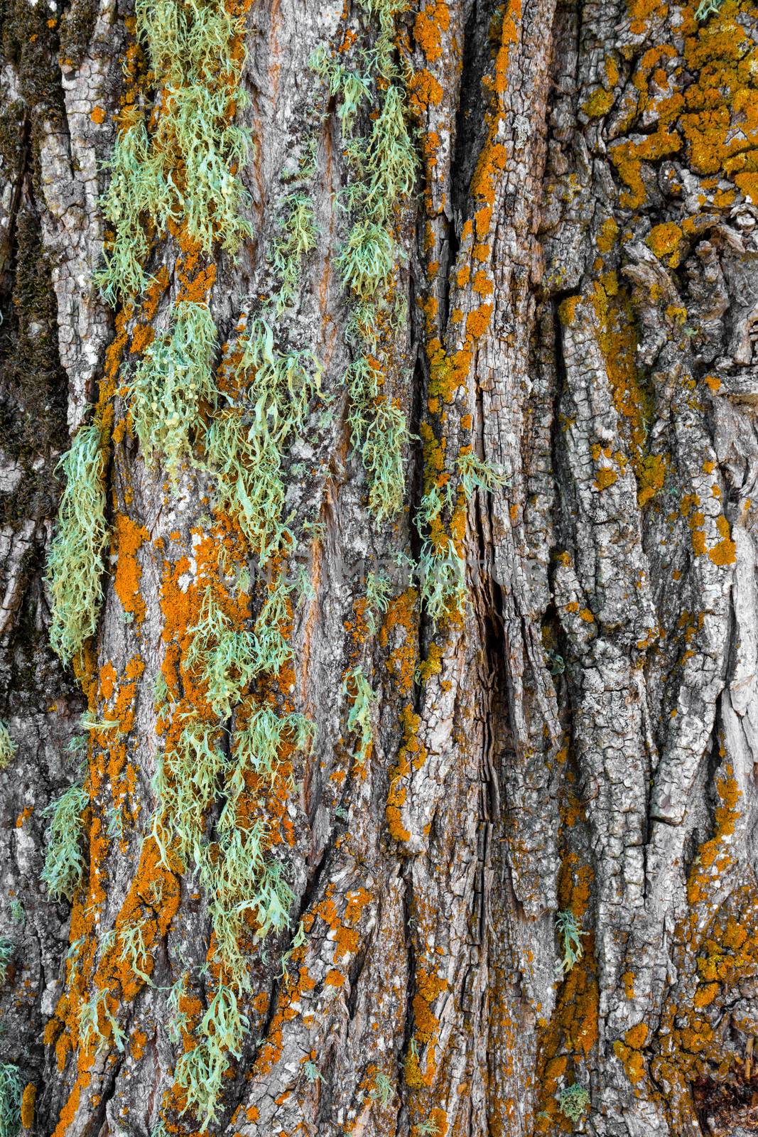 Colorful moss on a tree. Bark background.