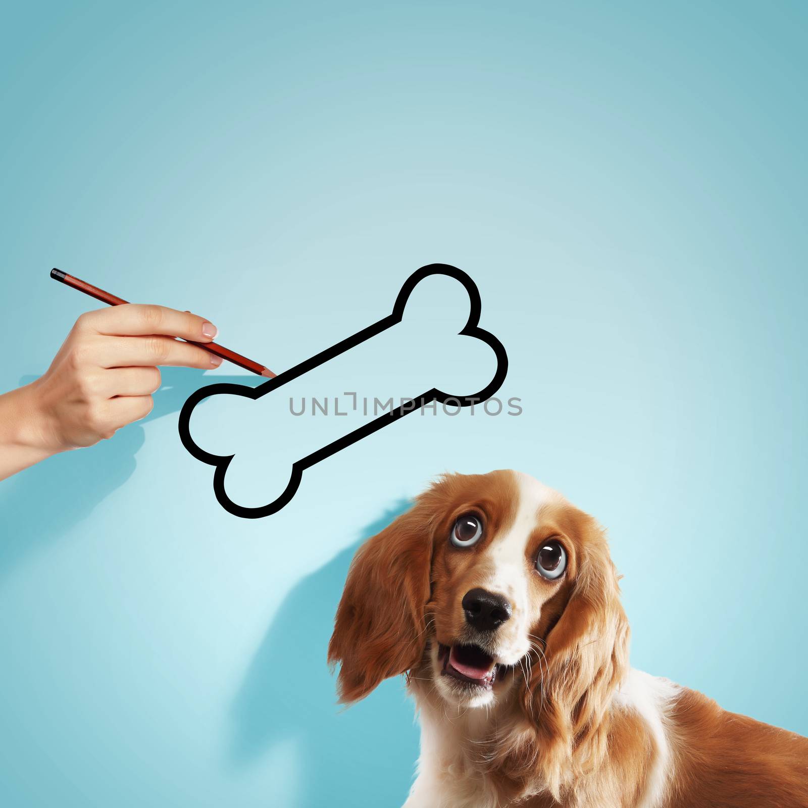 Image of golden hungry spaniel looking at bone