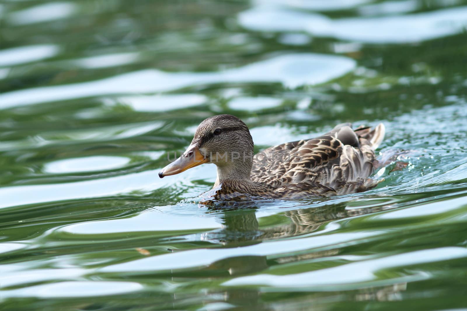 female mallard duck swimming tranquil on the water surface