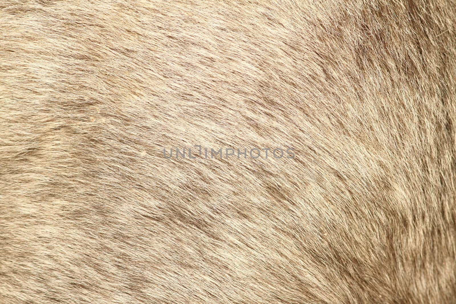 texture of gray fur from a short hair pony