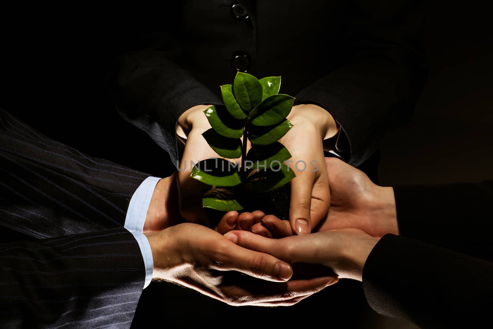 Close up of businessmen hands with sprout in palms