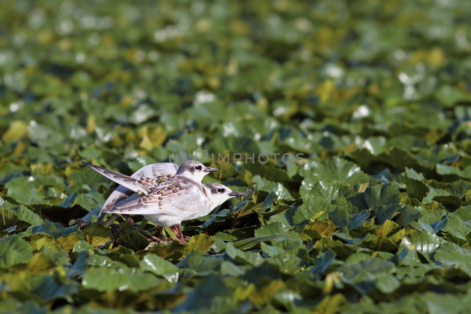 two juveniles little tern ( sterna albifrons ) standing in the swamp near Sahalin island , Danube Delta , Romania