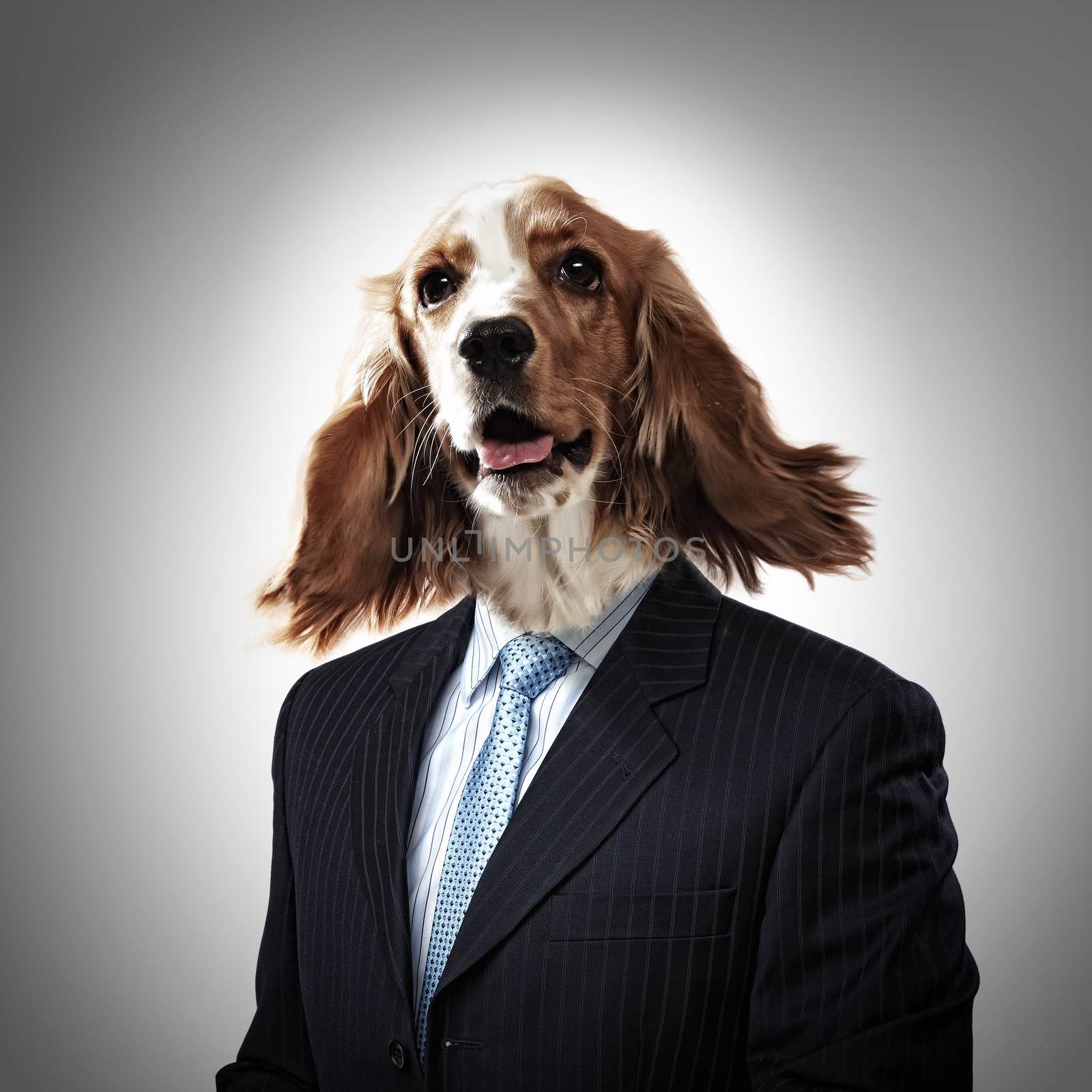 Funny portrait of a dog in a suit on an abstract background. Collage.