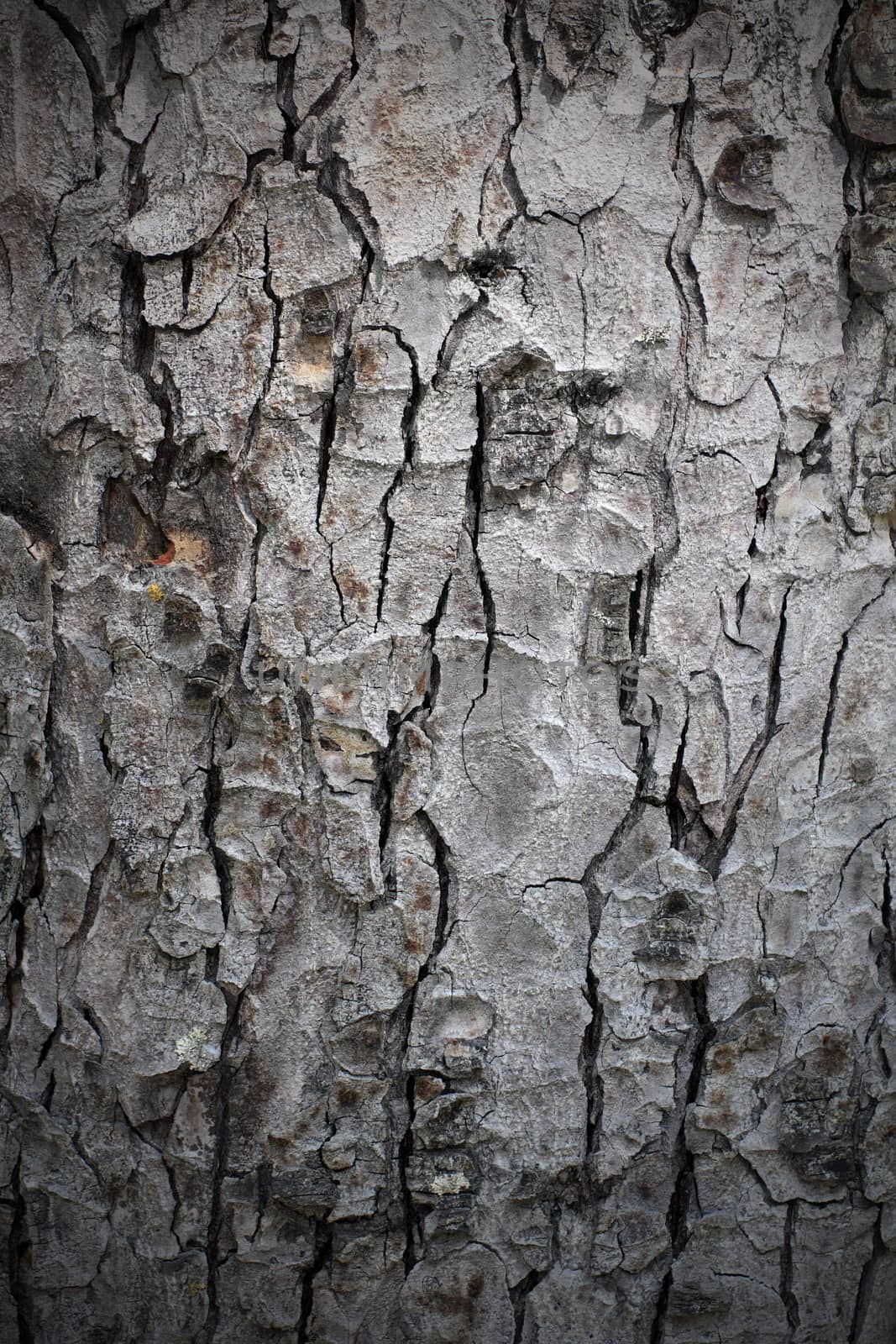 closeup of natural structure, bark from a pine trunk