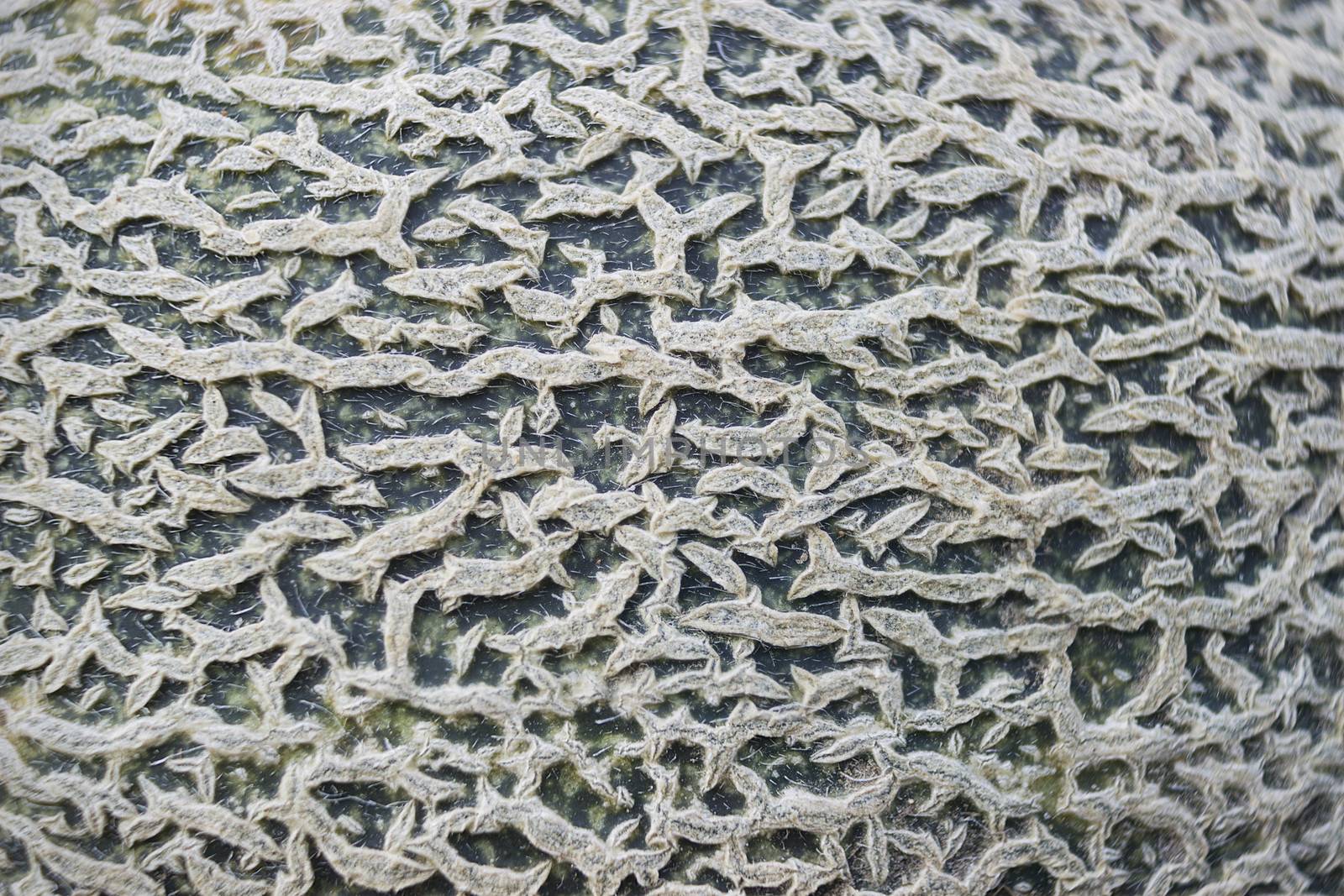Patterned and rough surface of melon close-up