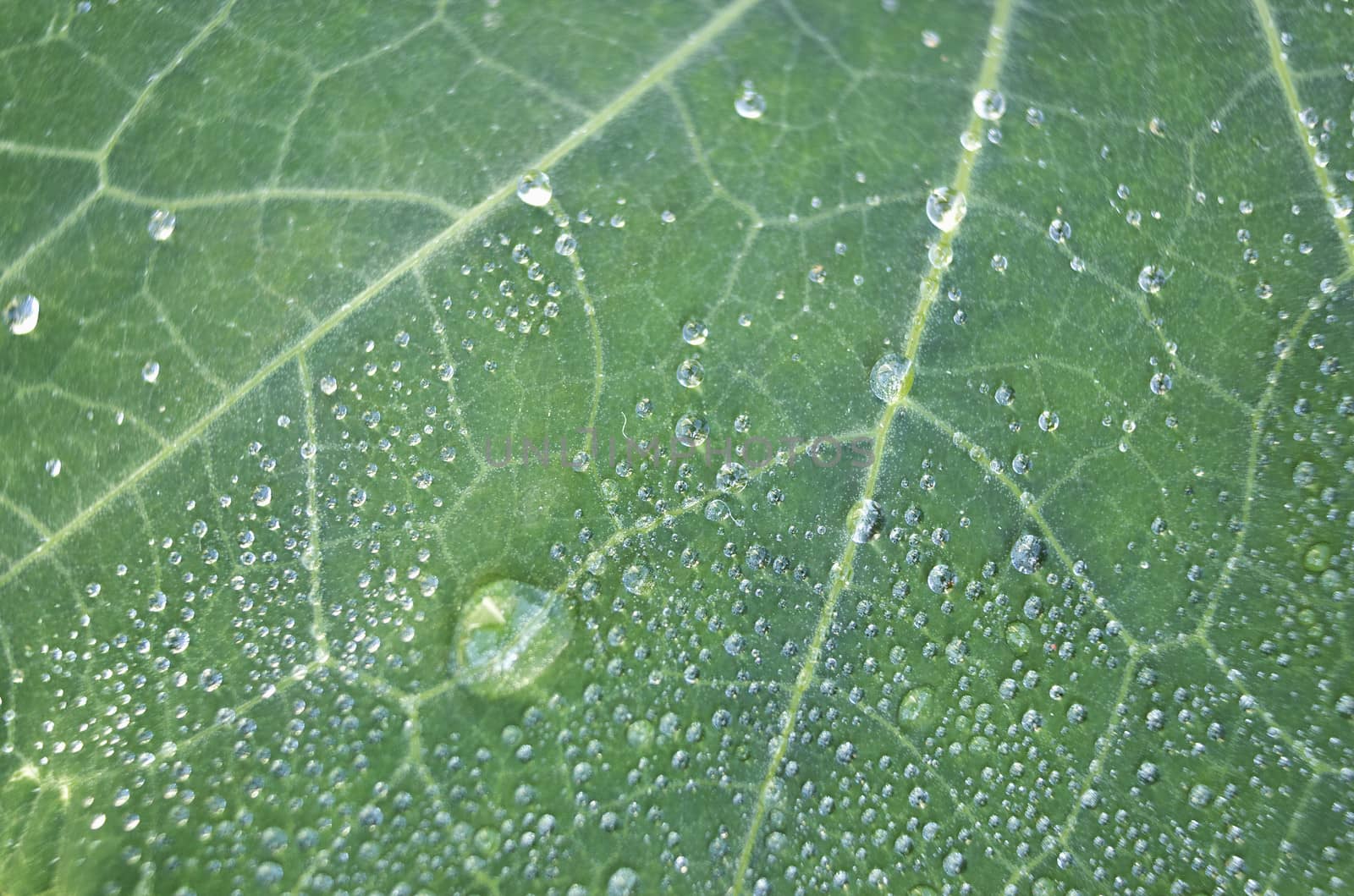 Leaf of a plant covered with dew close-up