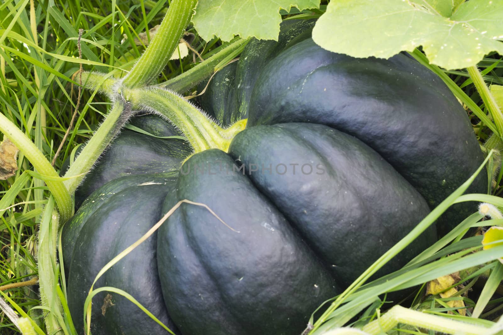 Dark colored pumpkin hiding in the bush