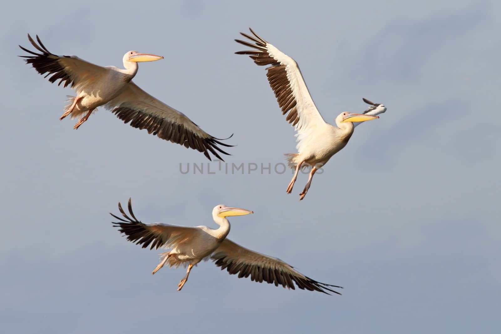 three great pelicans ( pelecanus onocrotalus ) flying together