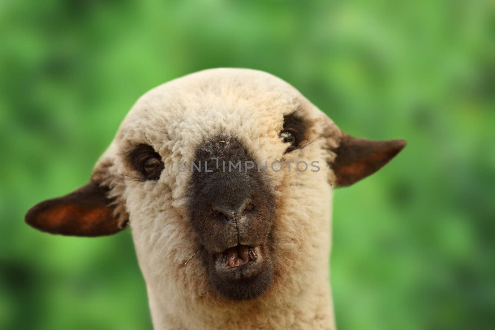 funny young sheep portrait looking at the camera