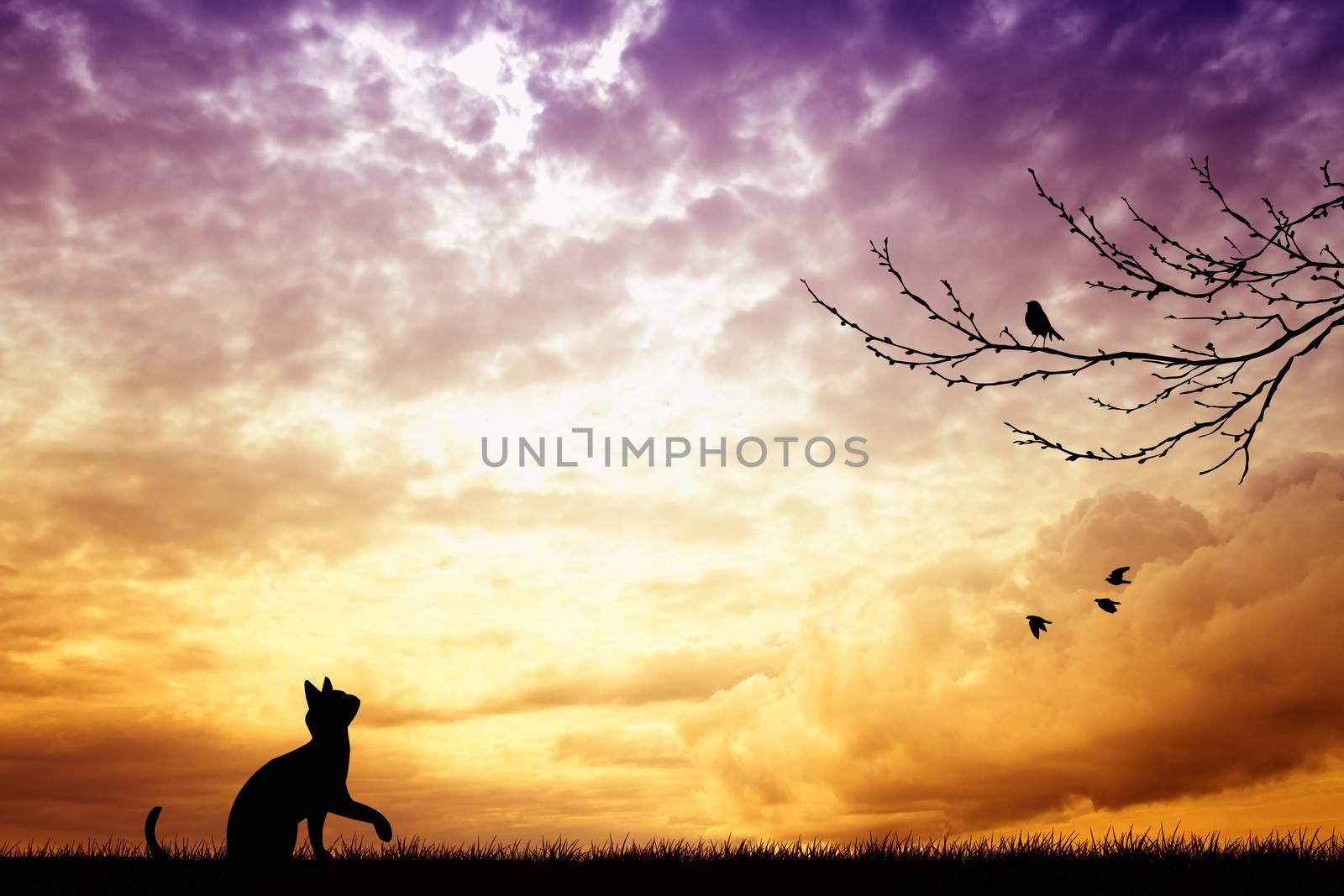 Cat and bird silhouette
