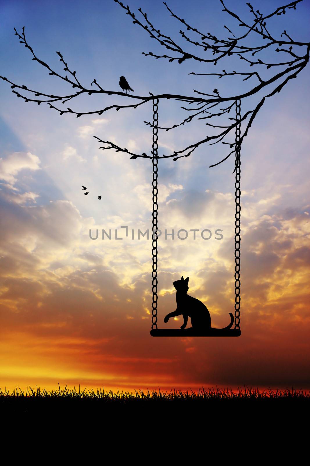 Cat on swing by adrenalina