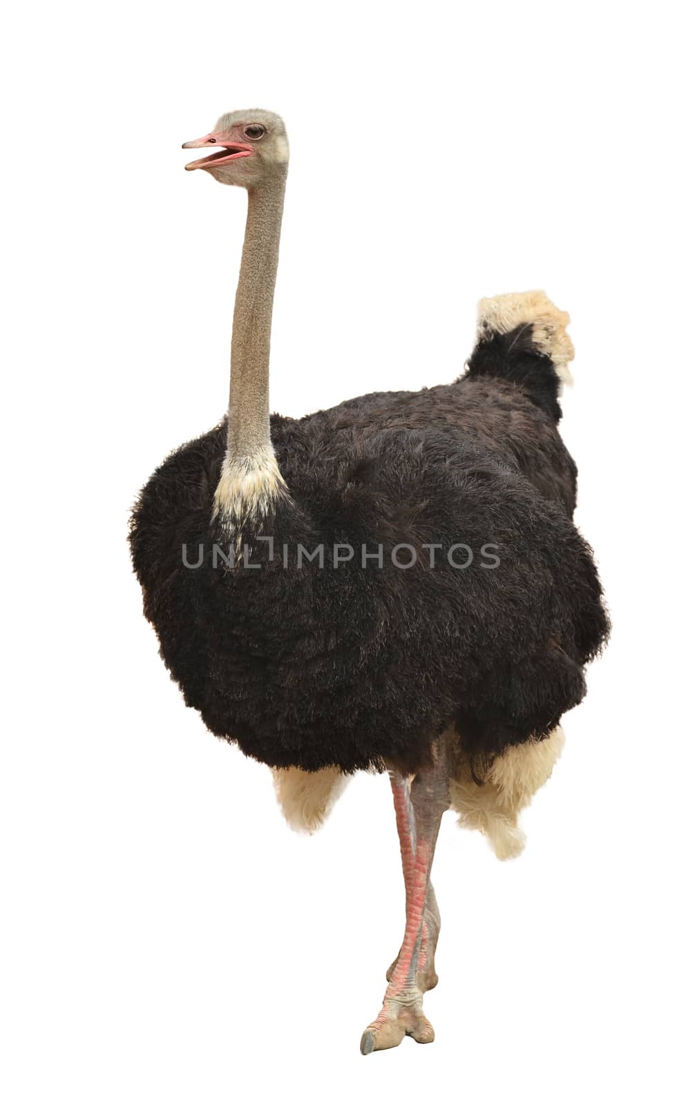 ostrich isolated on White Background