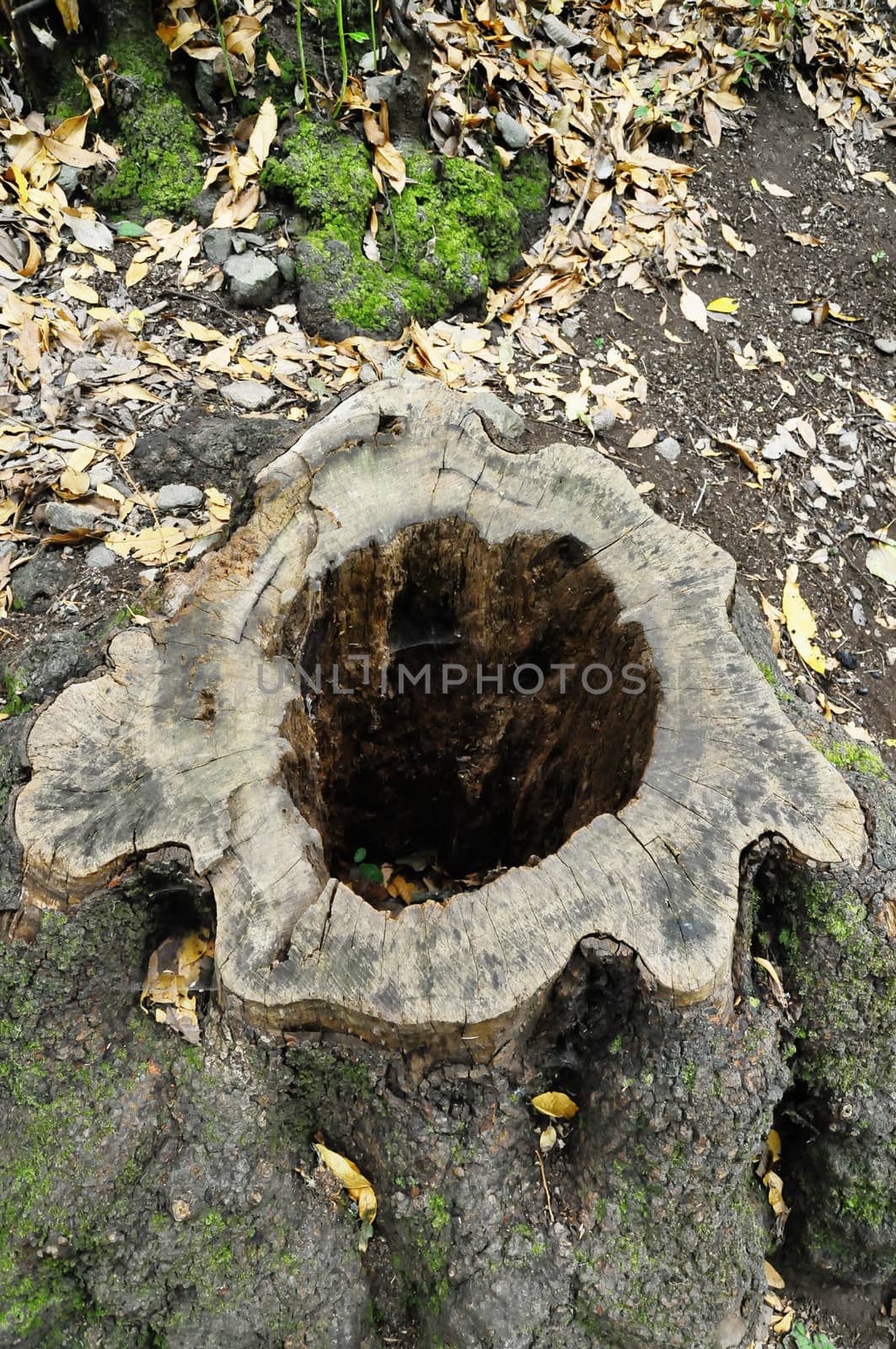 One Piece of Textured Wood in the Forest