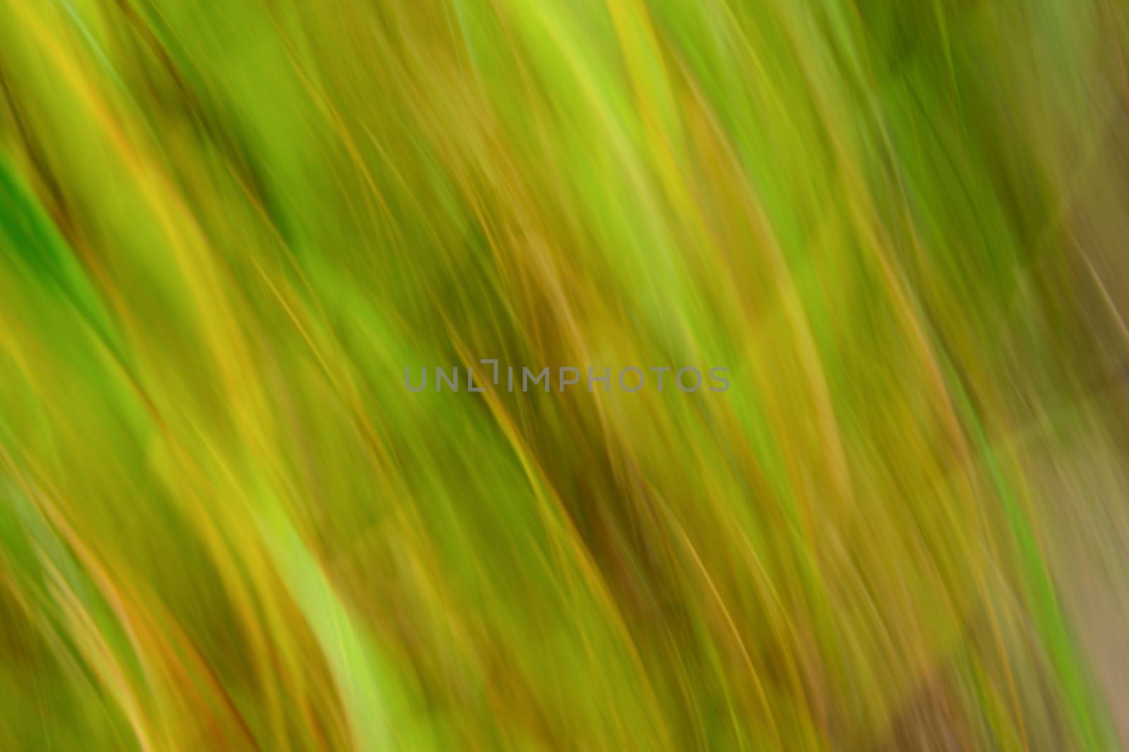 blur natural green background