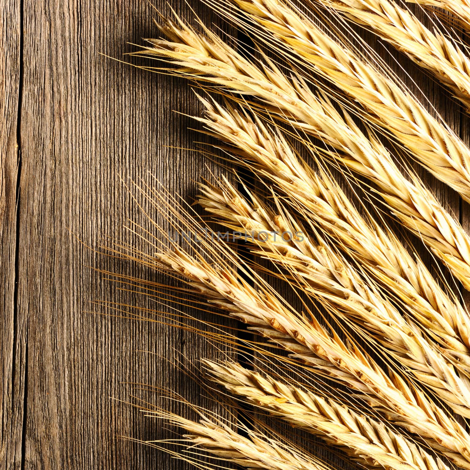 Rye spikelets over wooden background by haveseen