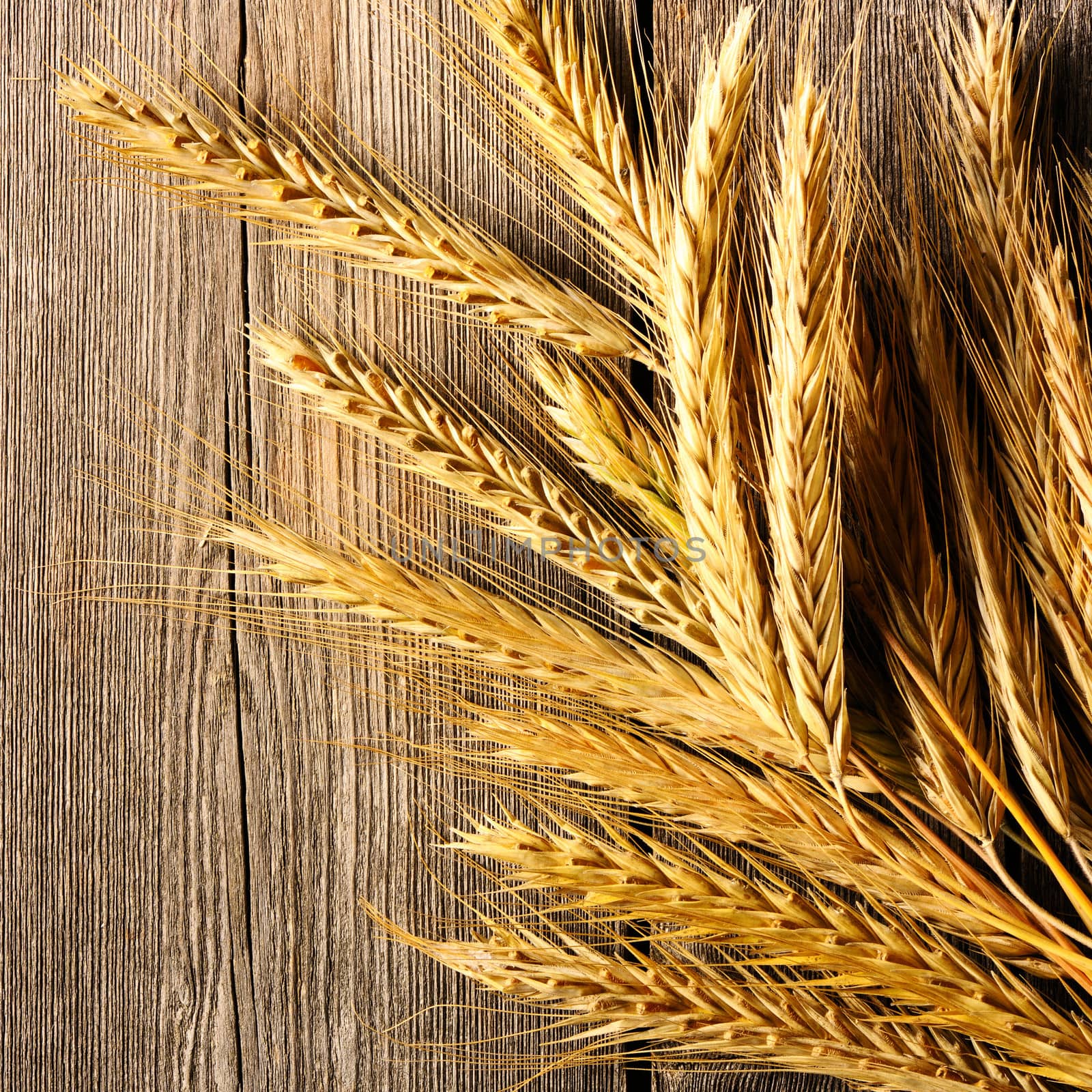 Rye spikelets over wooden background by haveseen