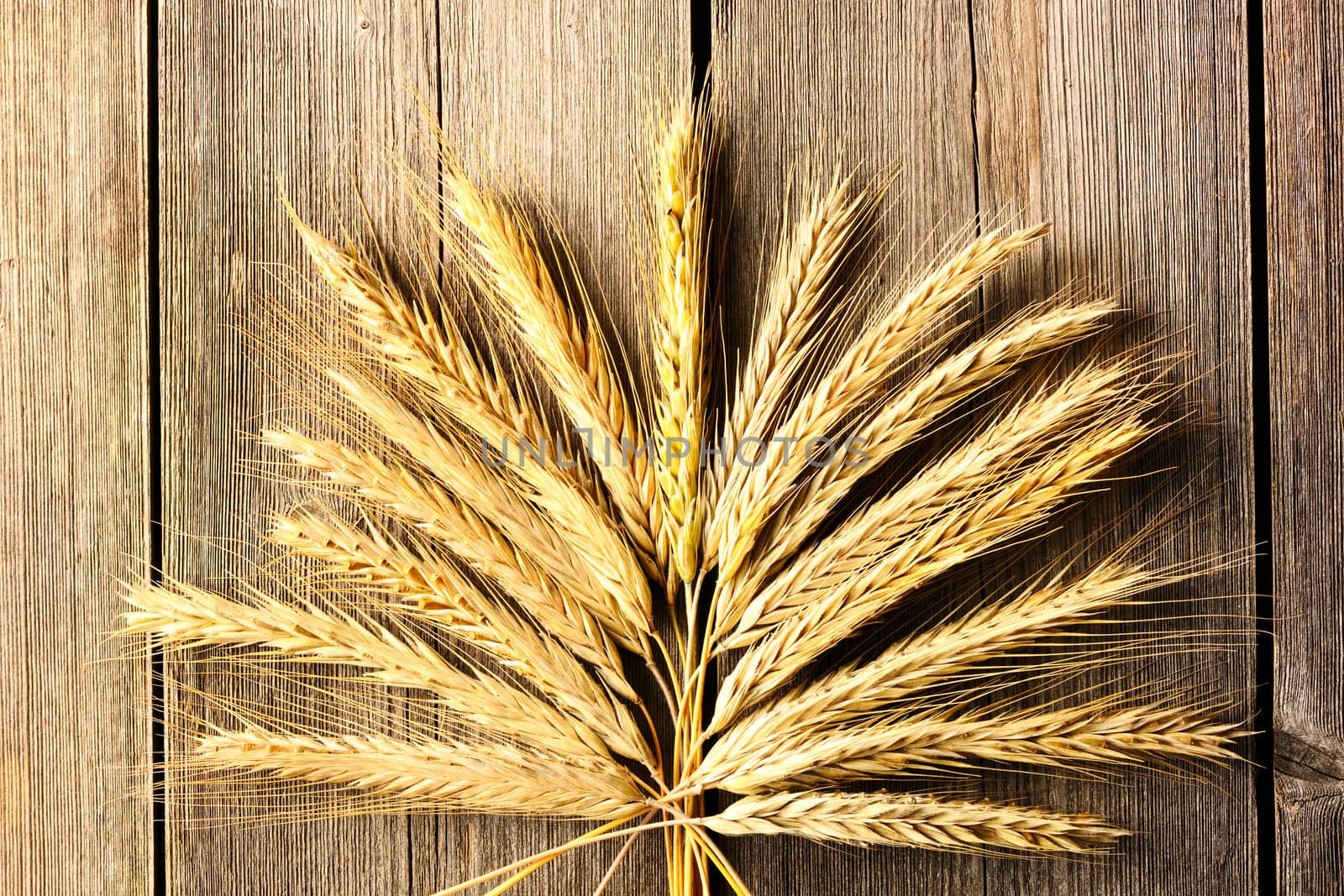 Rye spikelets on wooden background