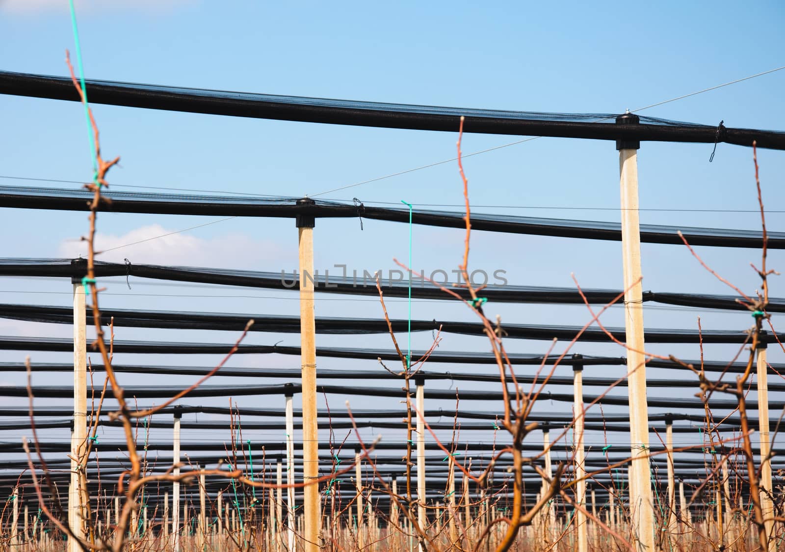  Apple trees with irrigation system and overshadow