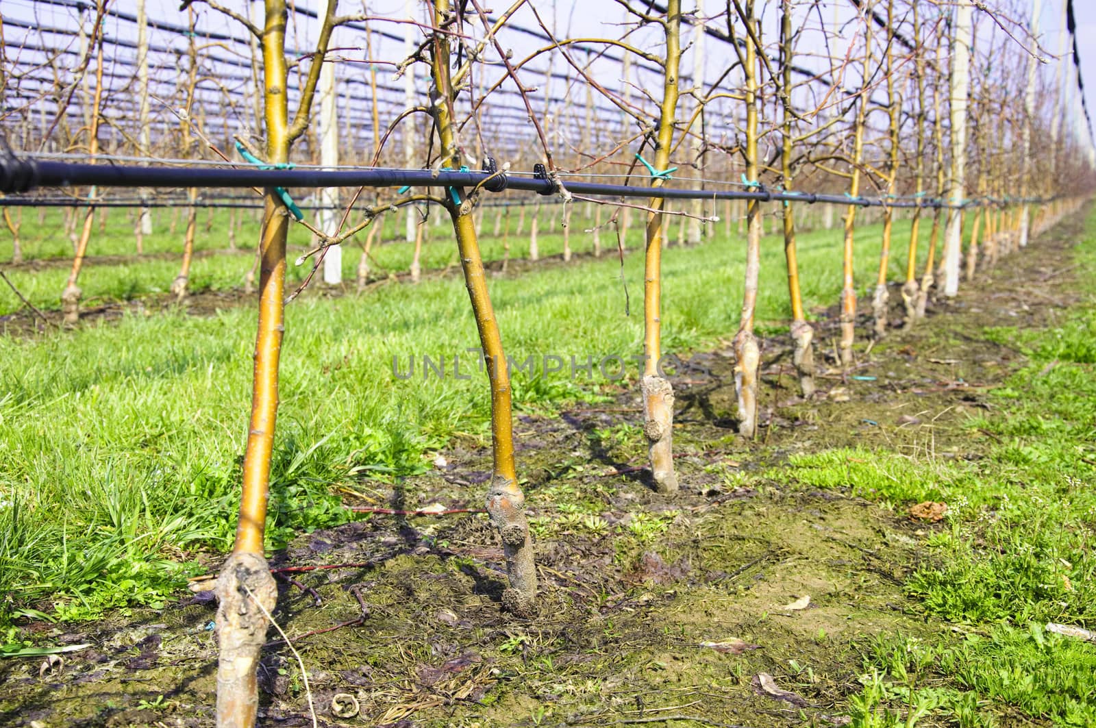 Apple trees in plantation with irrigation system