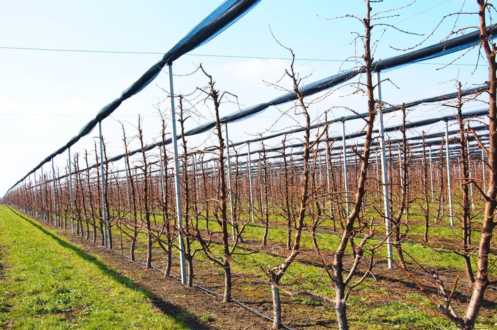 Apple trees in plantatin with irrigation system