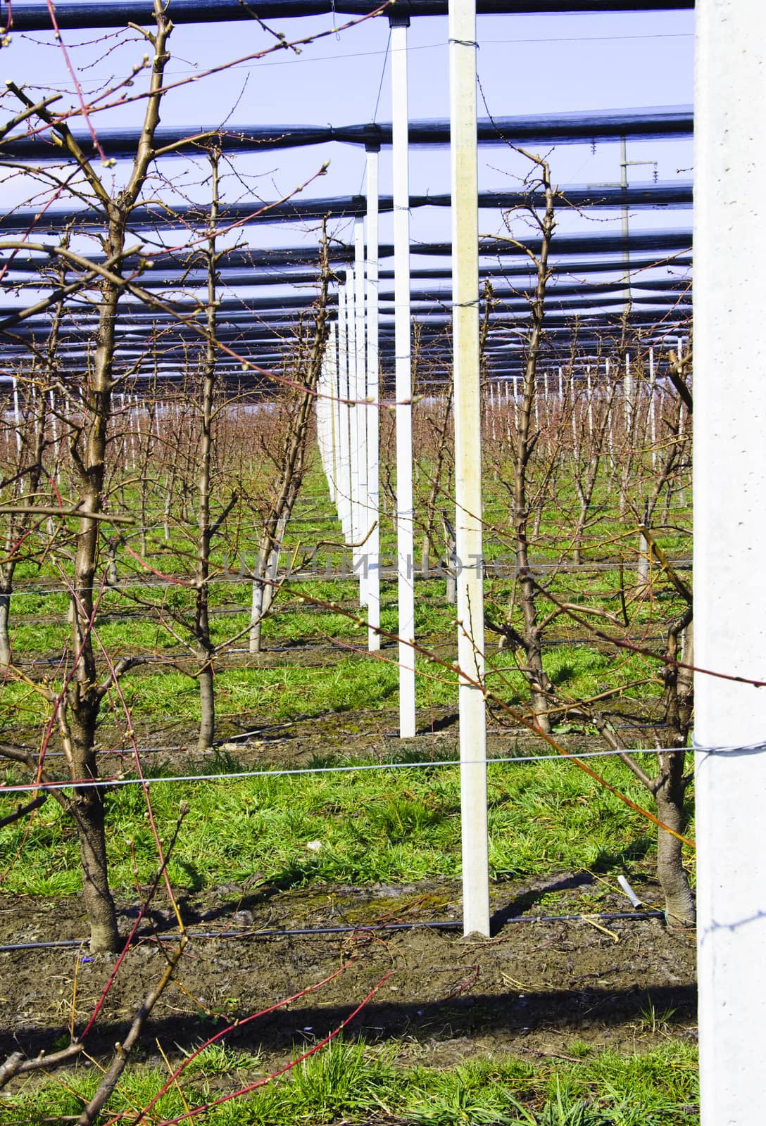 Apple trees with irrigation system by jelen80