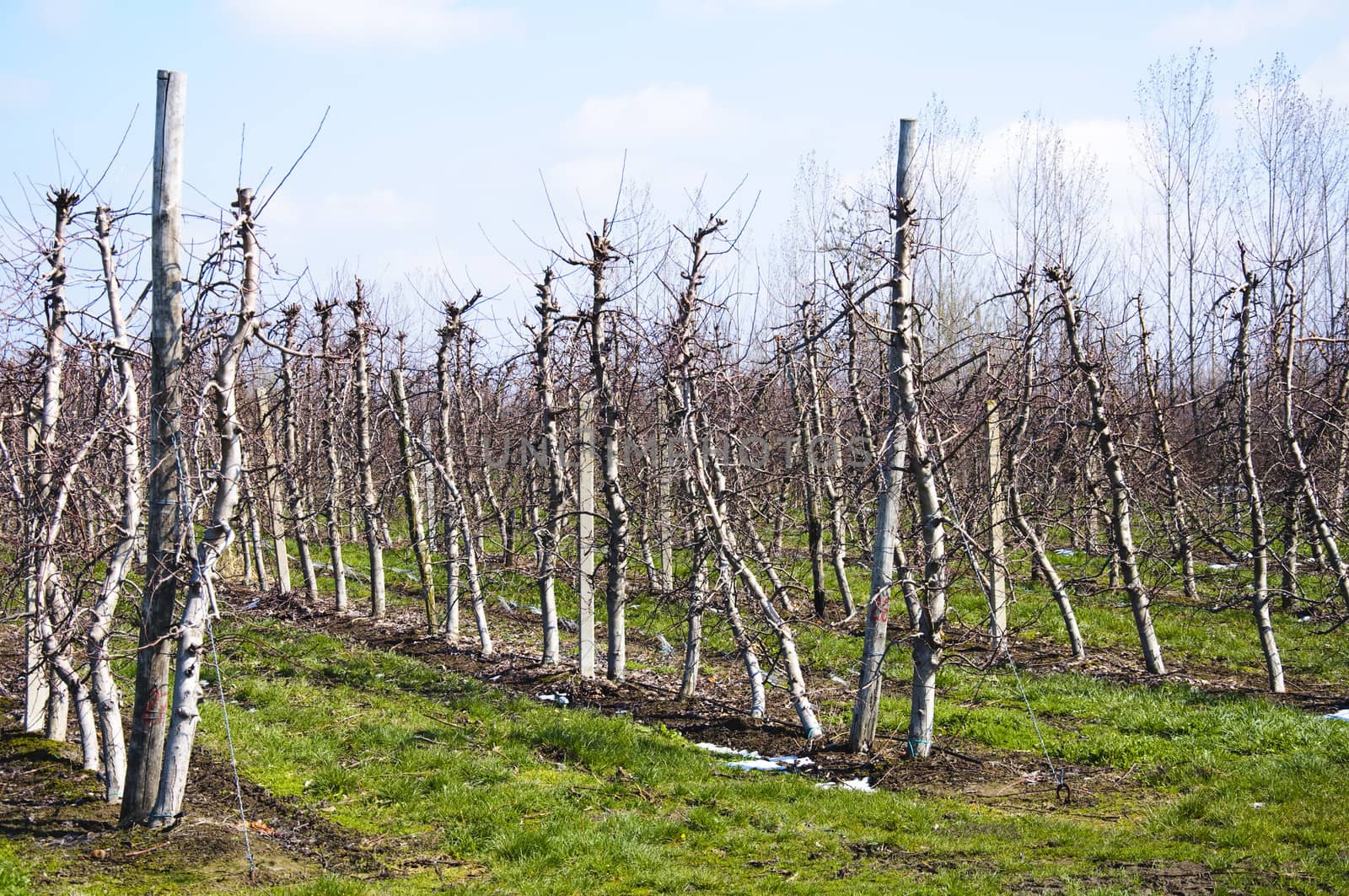 Apple trees in plantation with irrigation system