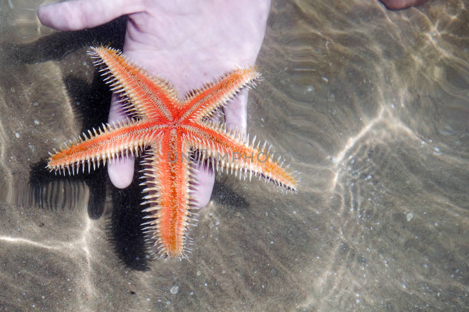Starfish in the hand by jelen80