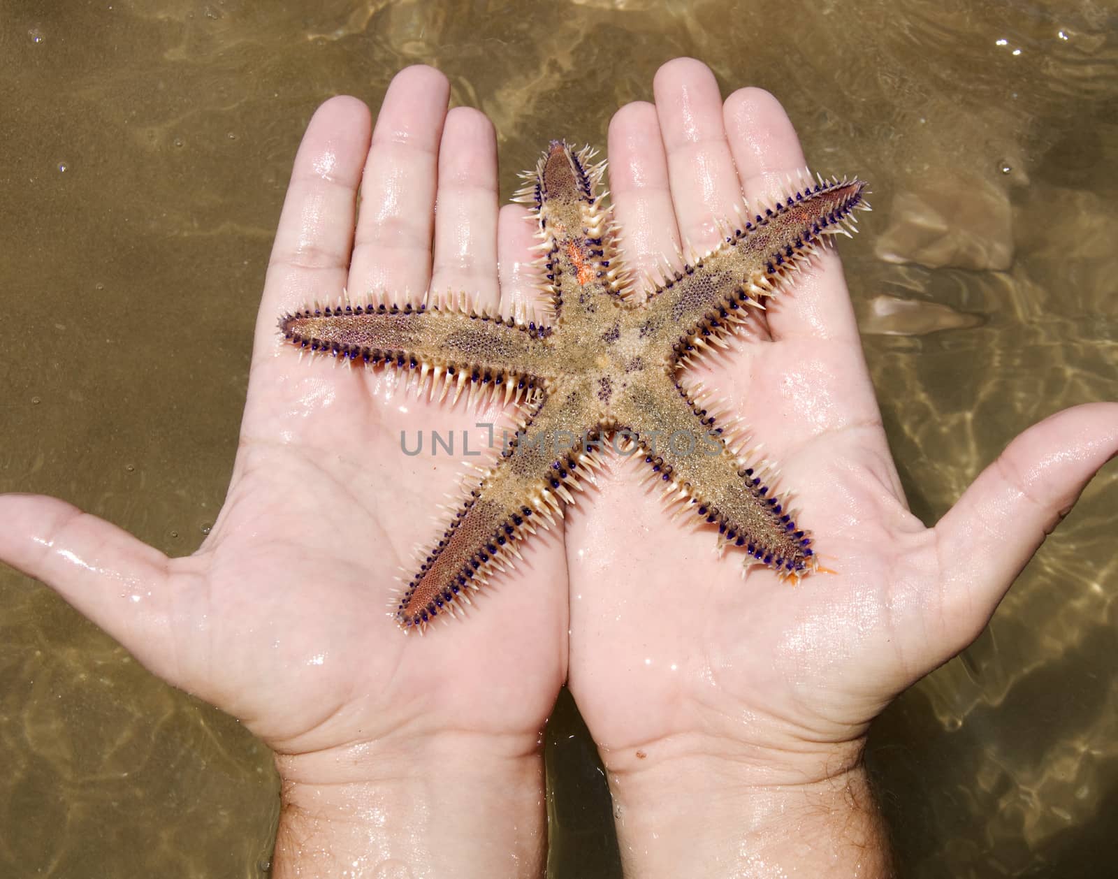 Starfish in the hands by jelen80