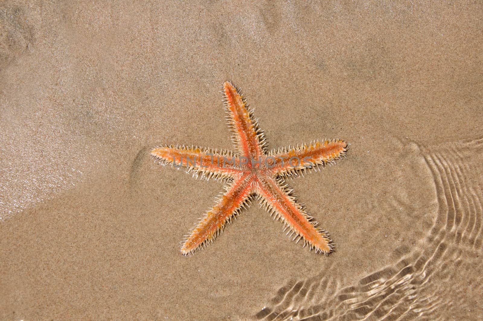 Live Sea star in the sand by jelen80