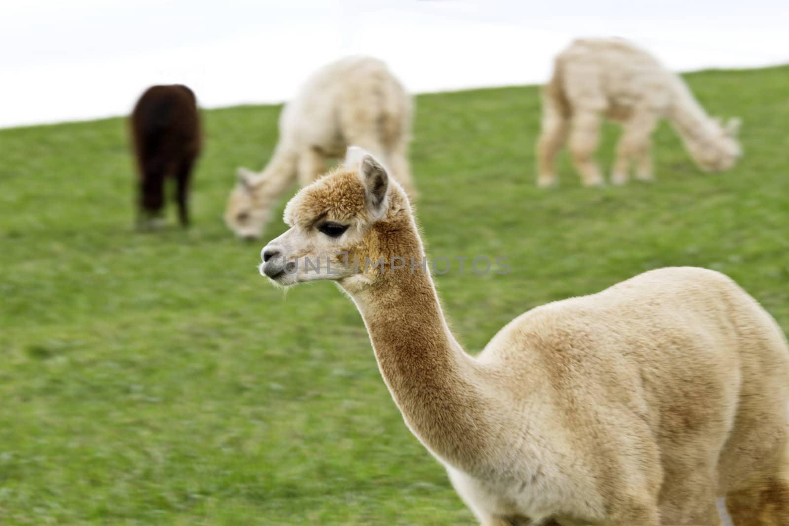 Selective focus on single alpaca of flock grazing on hillside; location is rural Hunterdon County in the farm country of Flemington, New Jersey, in the United States. 