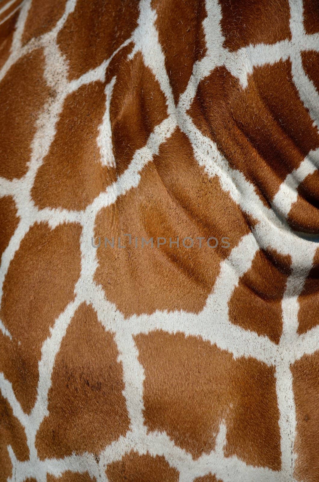 Close up of brown and white giraffe skin