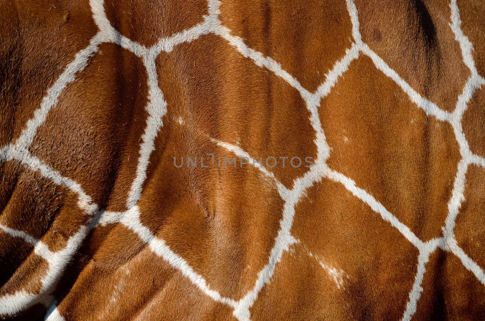 A close up of a giraffe's skin