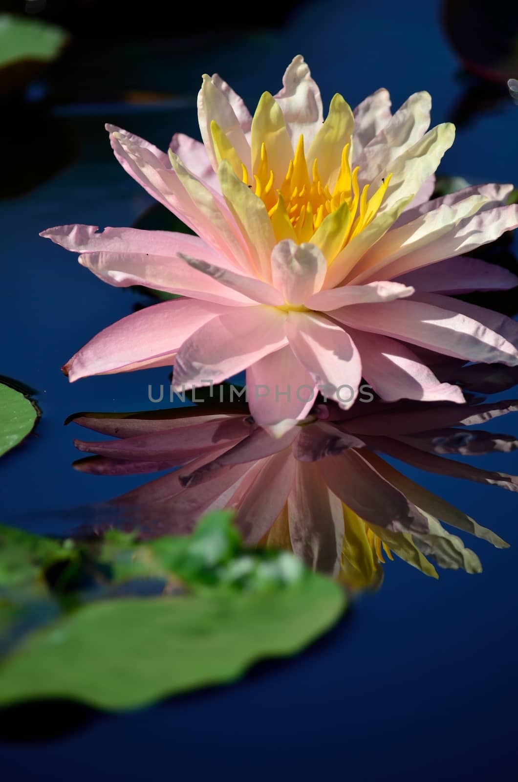 A fully opened pink water lily reflects near a lily pad on the pond