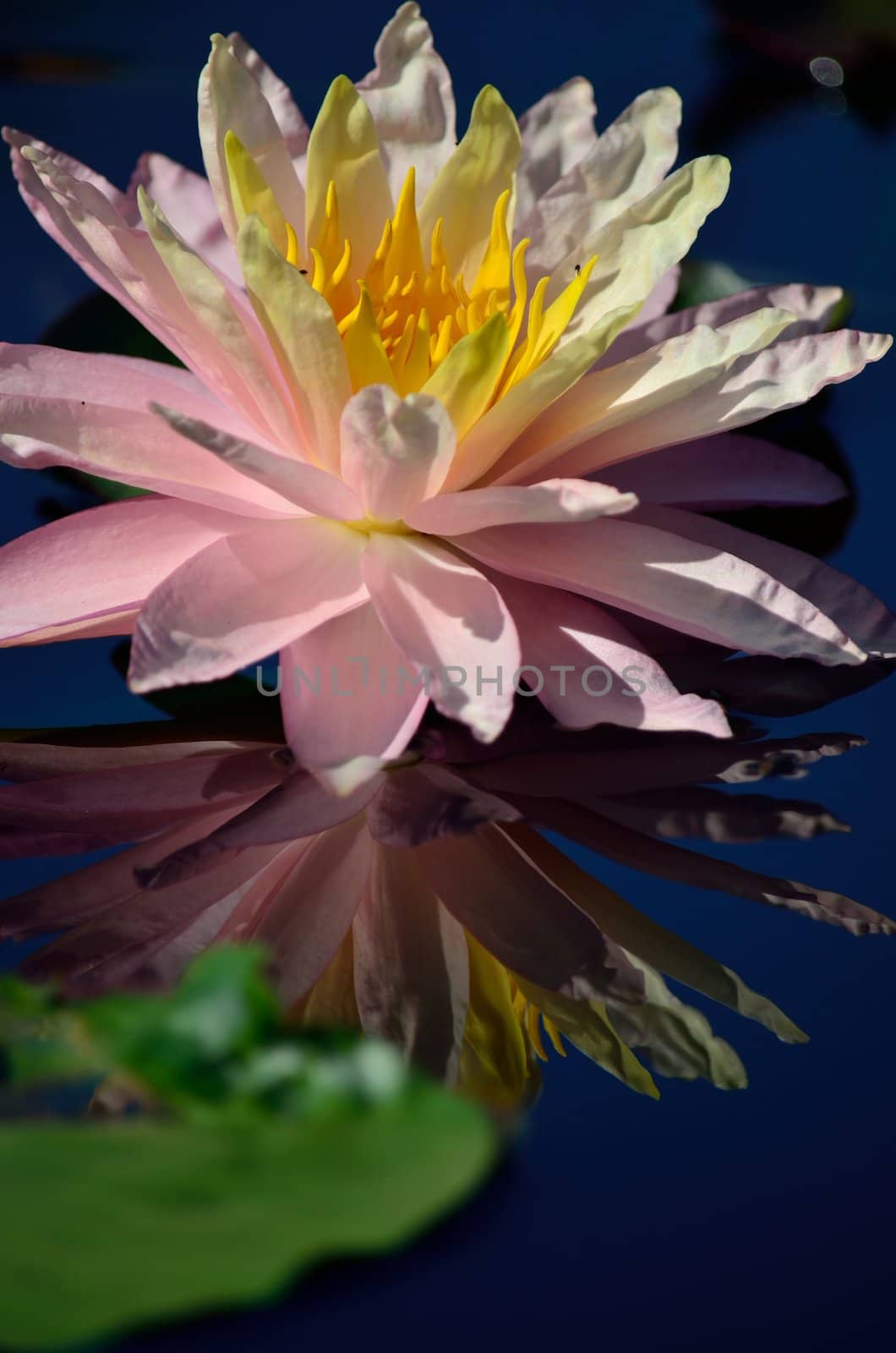 A soft pink and yellow water lily in bloom and reflecting in a pond