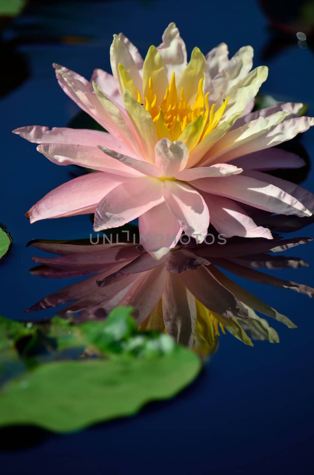 A pink water lily with a yellow center in full bloom