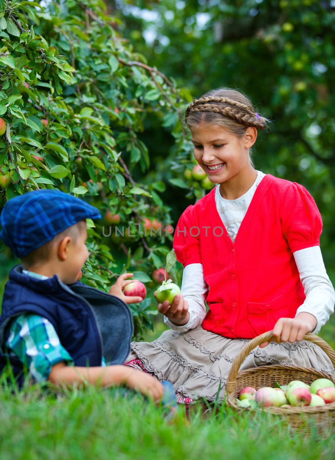 Harvesting apples. Cute girl with brother helping in the garden and picking apples in the basket.