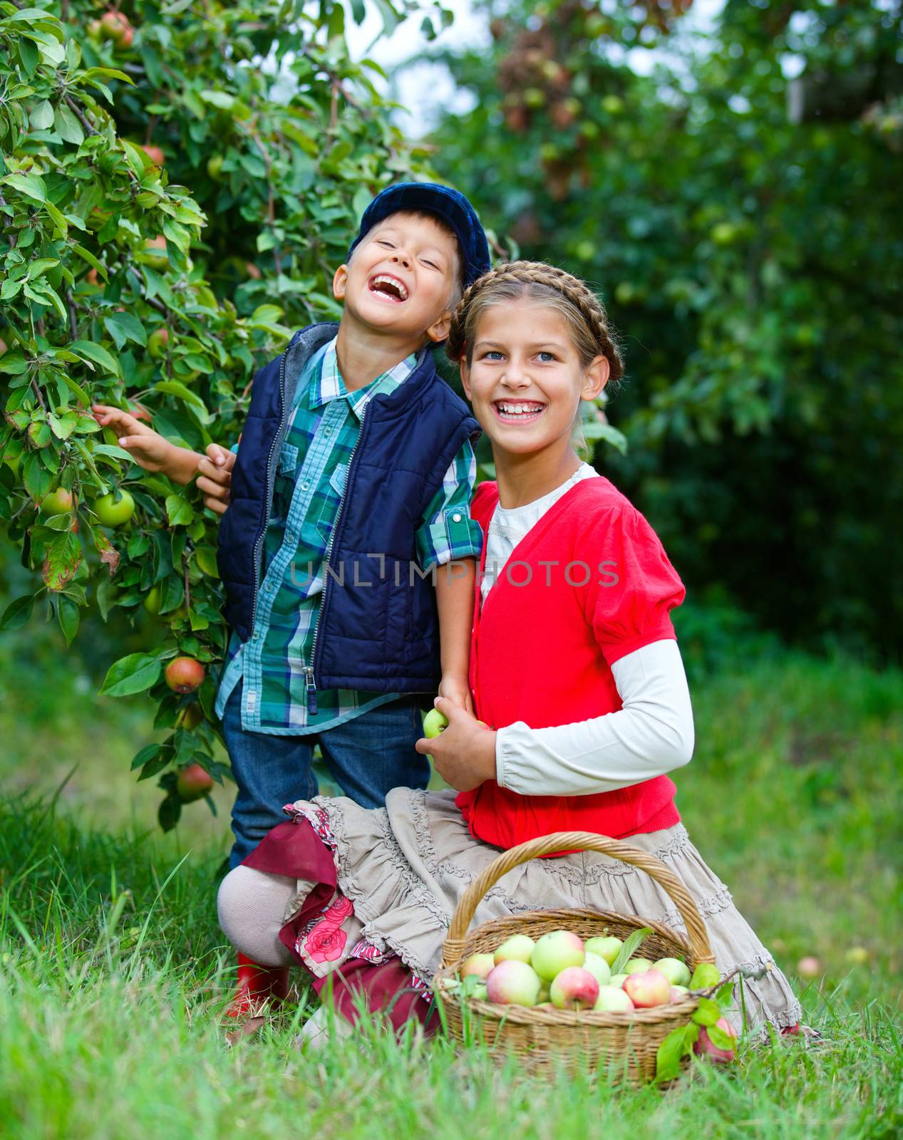 Harvesting apples. Cute little boy with sister helping in the garden and picking apples in the basket.