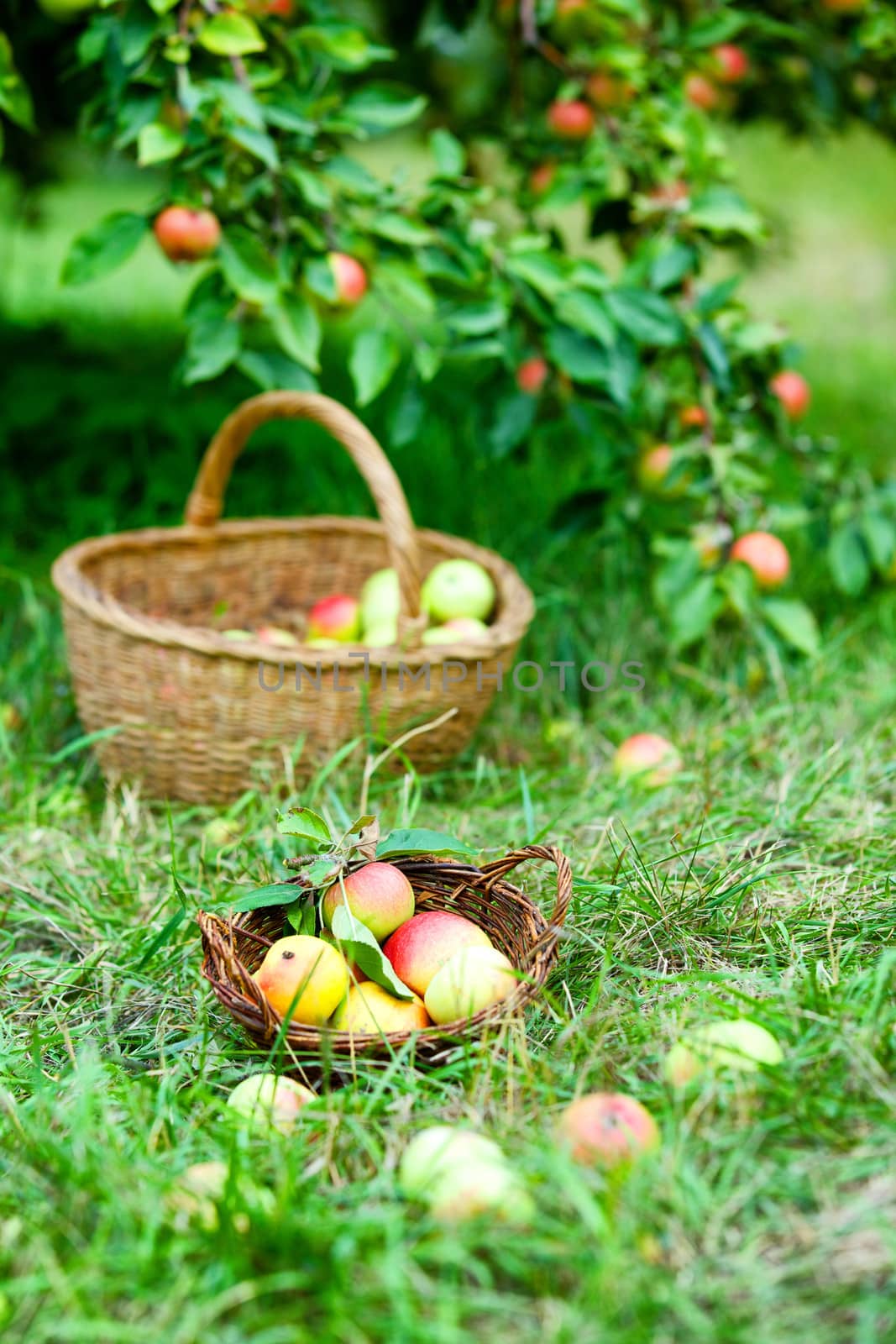 Organic red and yellow apples in the basket. Autumn at the rural garden.