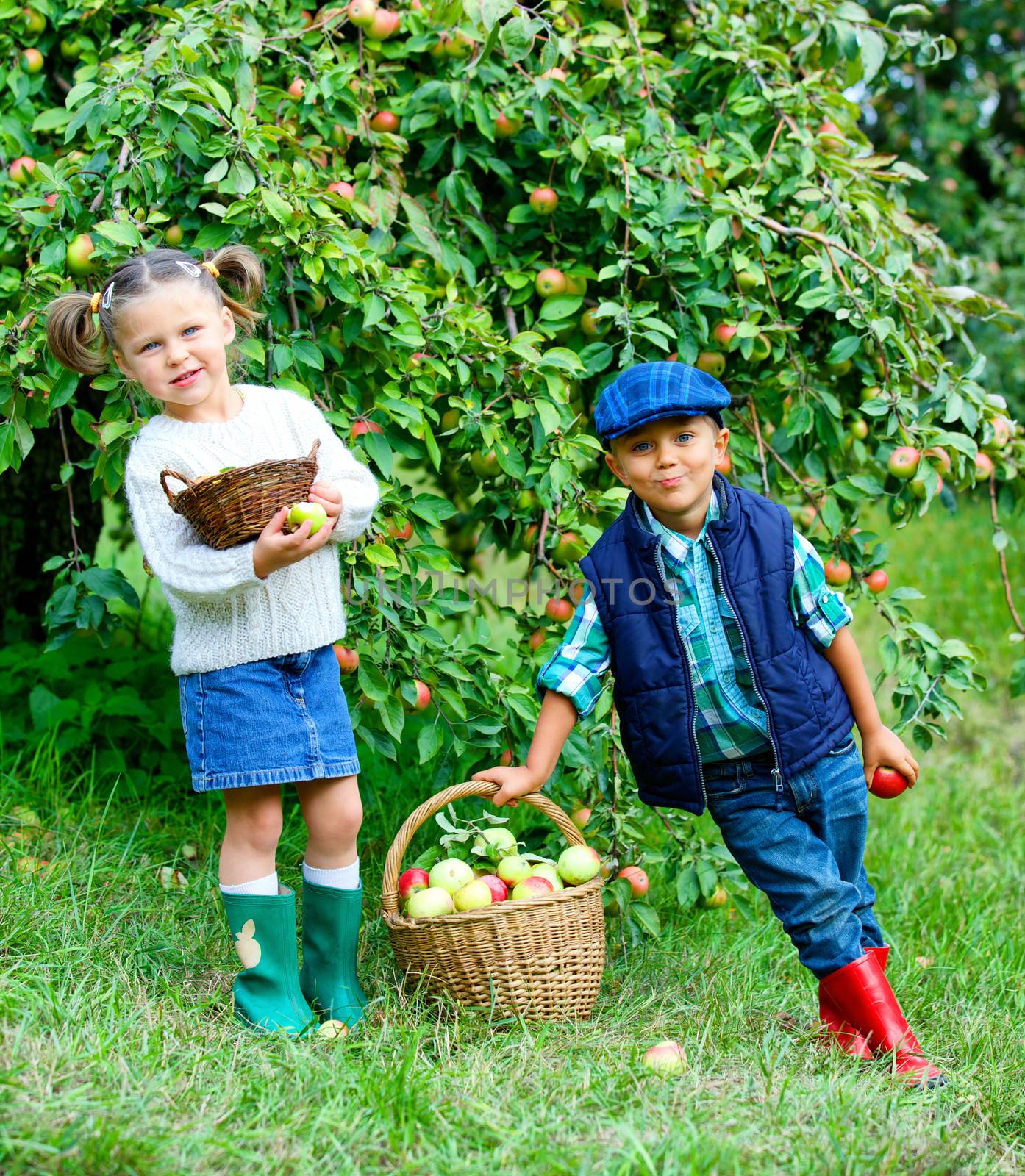 Harvesting apples. Cute little boy with sister helping in the garden and picking apples in the basket.