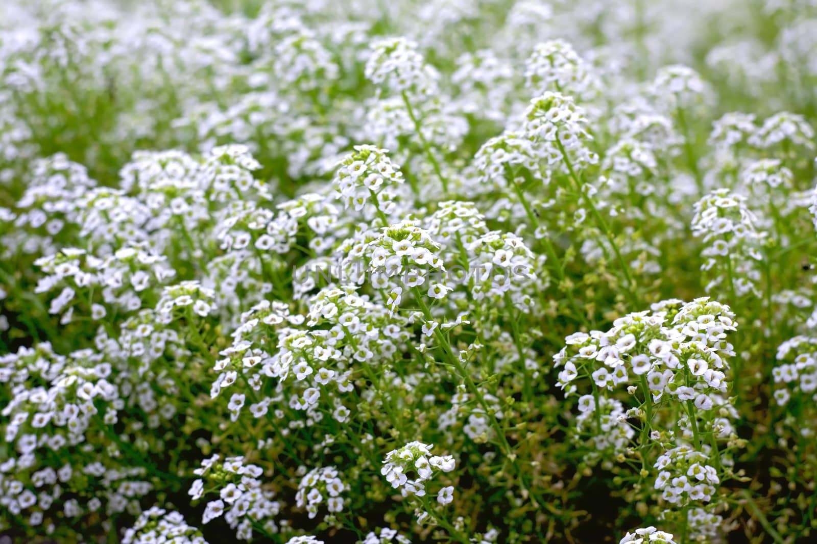 Wild small flowers with white petals in autumn