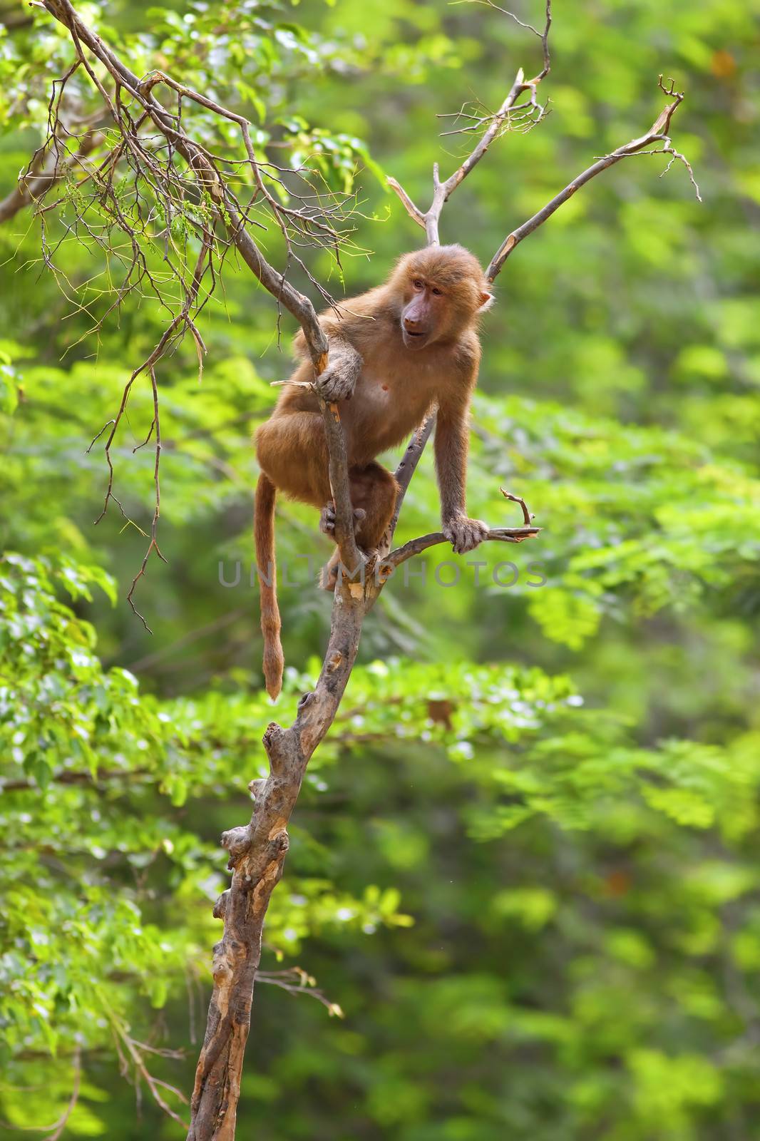 A juvenile Hamadryas baboon climbing in a tree
