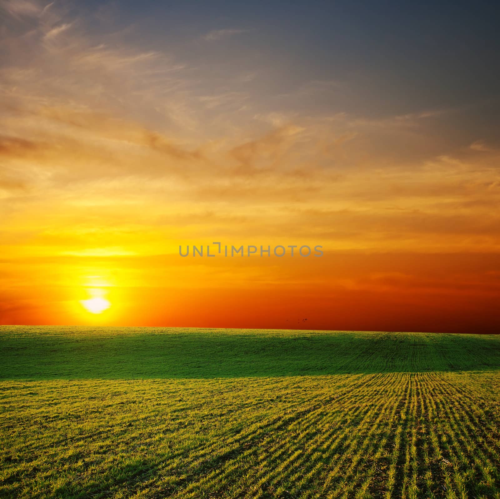 last sunrays over green field