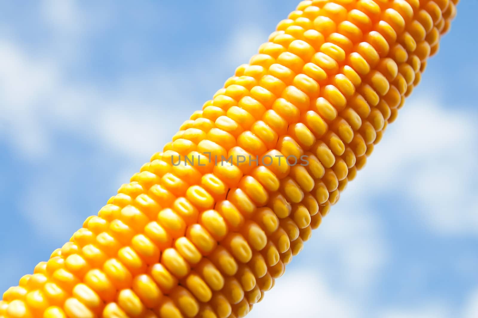 maize close up under cloudy sky