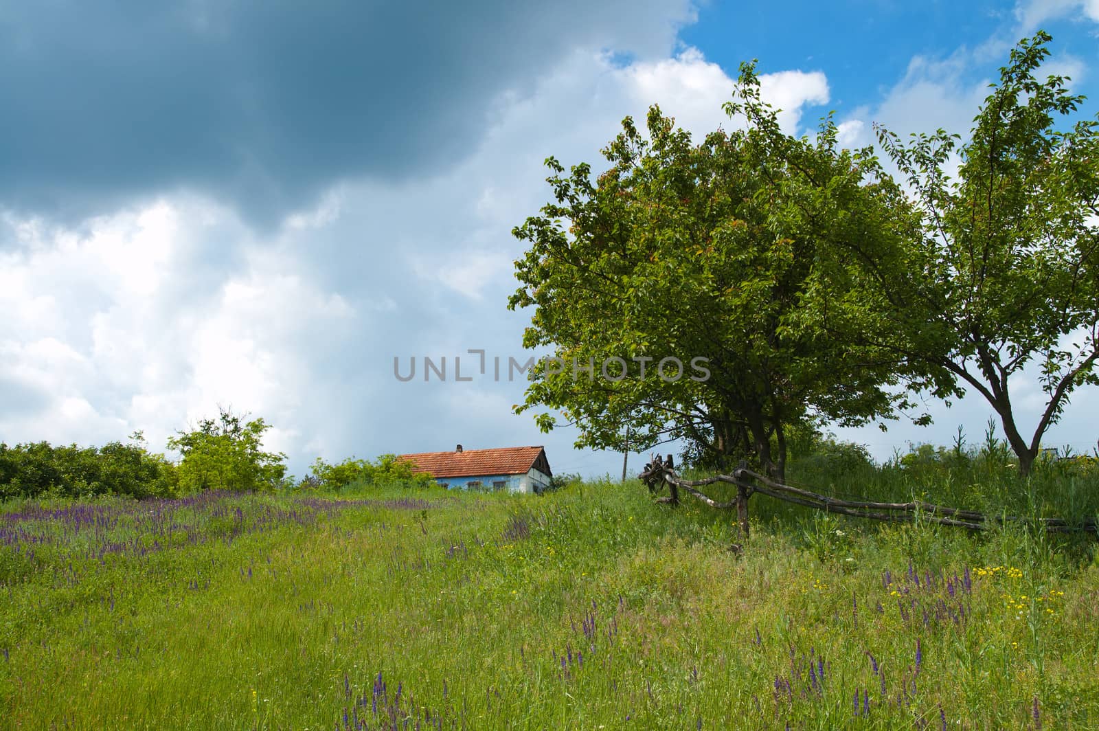 green tree, grass and sky with clouds around old house