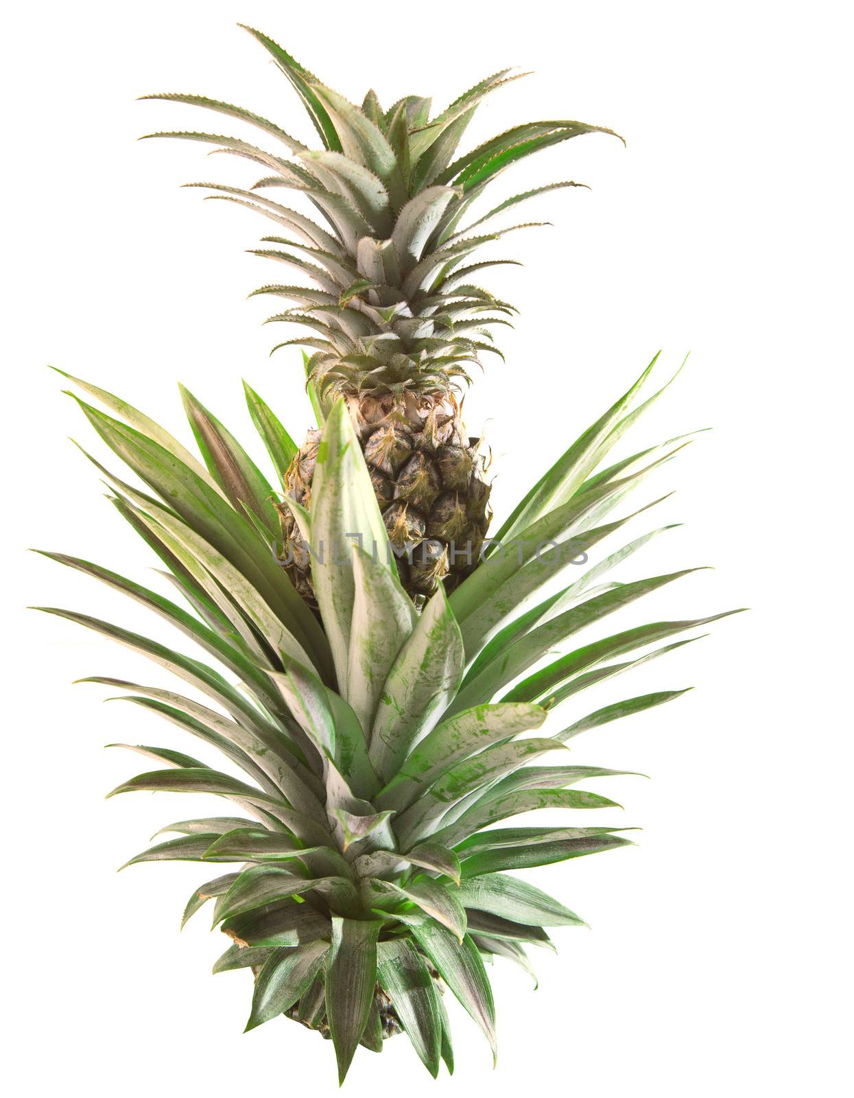 pineapple isolated white