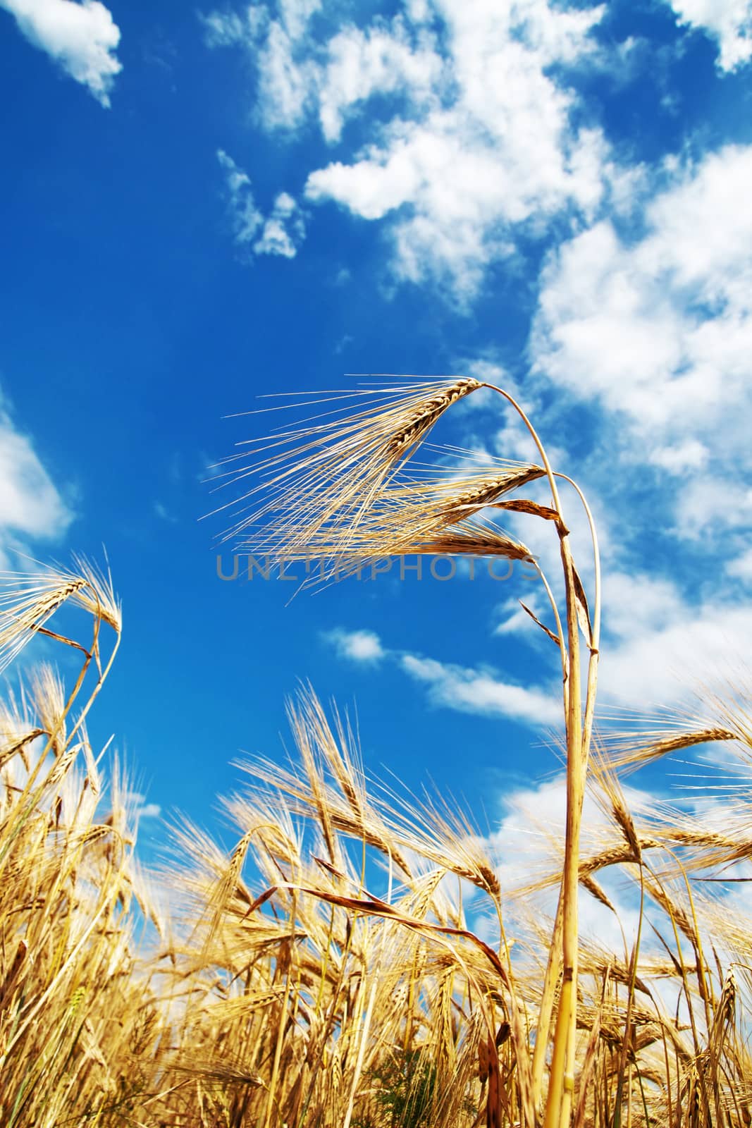 wheat of ear with blue cloudy sky by mycola