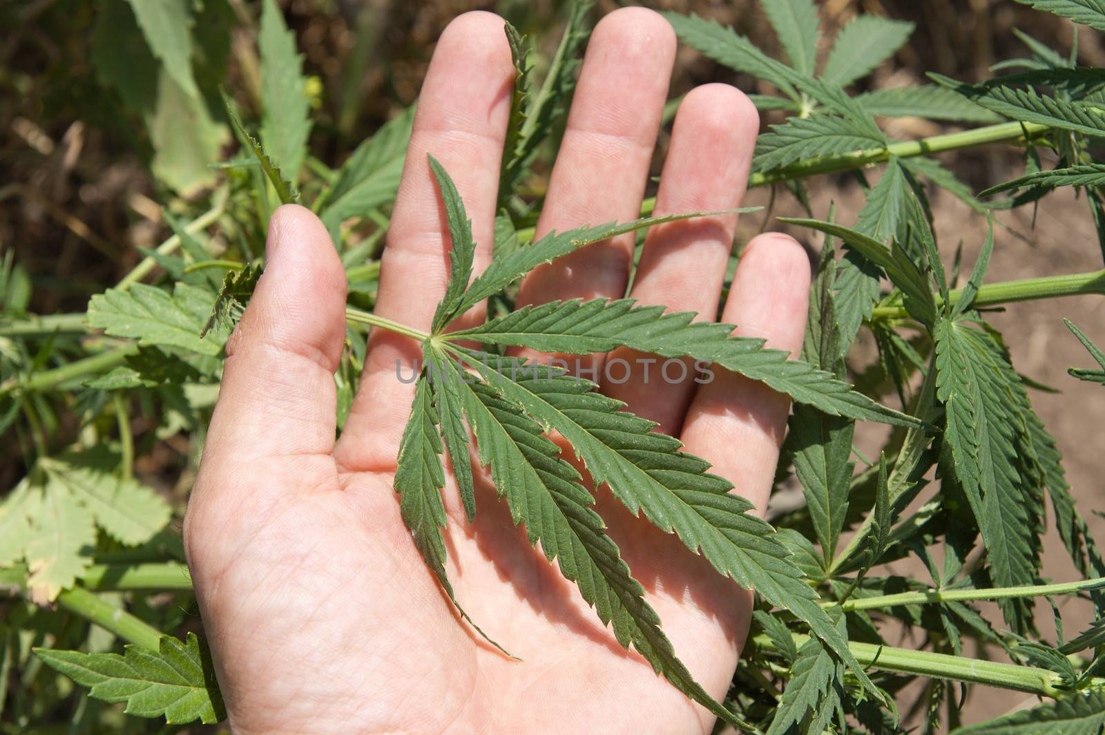 Green leaf of marijuana in a hand